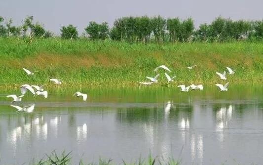 杭州湾国家湿地公园有什么图2