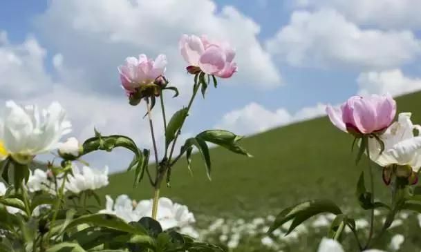 内蒙古哪里最美,内蒙古哪些地方美图18