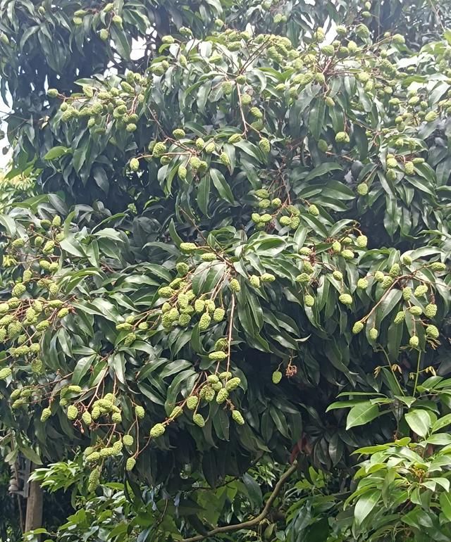 广州增城暴雨最新消息,广东增城暴雨最新状况图1