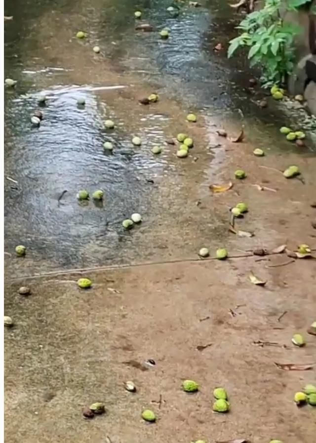 广州增城暴雨最新消息,广东增城暴雨最新状况图2