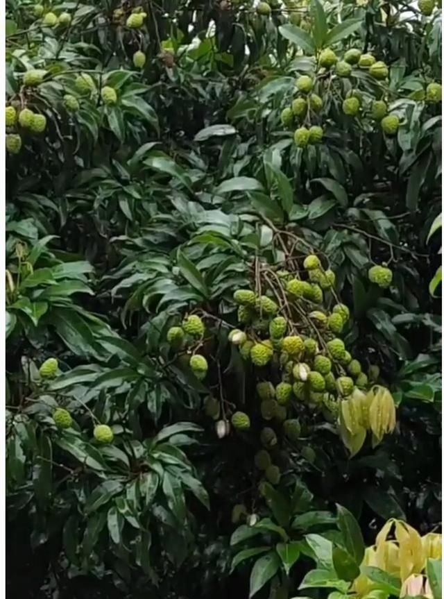 广州增城暴雨最新消息,广东增城暴雨最新状况图3