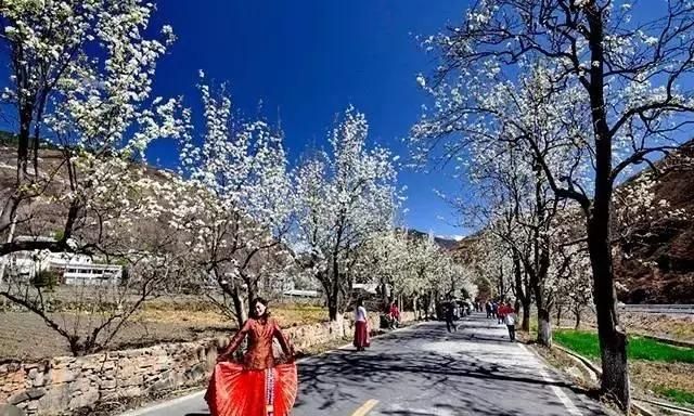 最美花海长什么样(最美花海景点推荐)图8