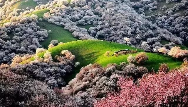 最美花海长什么样(最美花海景点推荐)图14