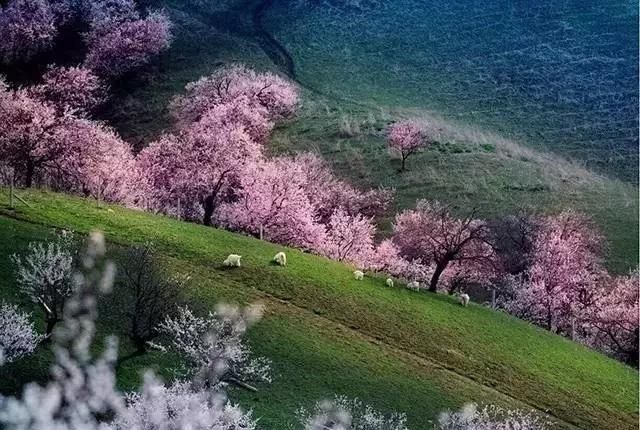 最美花海长什么样(最美花海景点推荐)图15