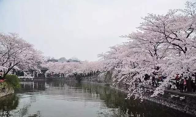 最美花海长什么样(最美花海景点推荐)图27