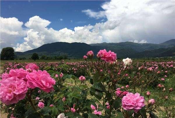 最美花海长什么样(最美花海景点推荐)图50