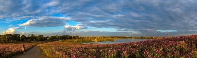 最美花海长什么样(最美花海景点推荐)图56