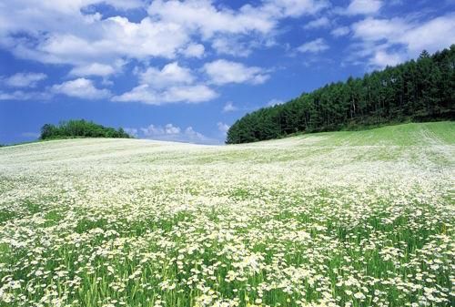 最美花海长什么样(最美花海景点推荐)图63