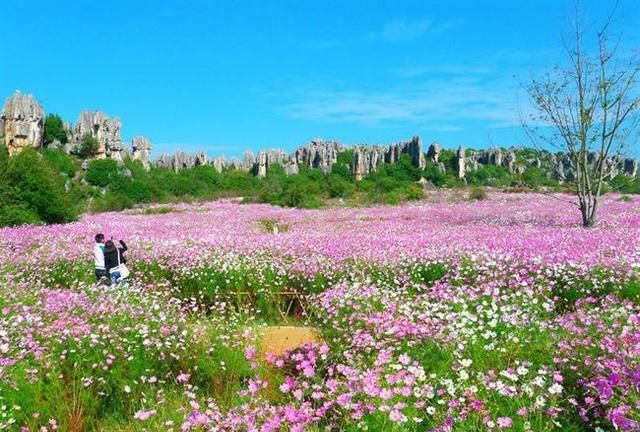 最美花海长什么样(最美花海景点推荐)图76