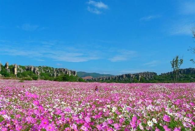 最美花海长什么样(最美花海景点推荐)图77