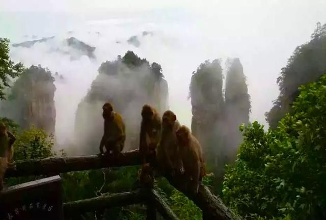 张家界好玩的景点推荐,张家界旅游景点推荐图1