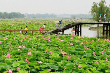 白洋淀丽景庄园农家乐图42